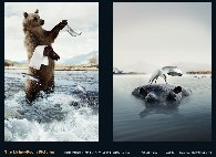 Photo ours : publicit