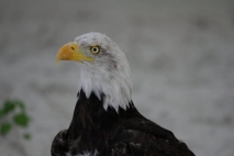  aigle martin pcheur